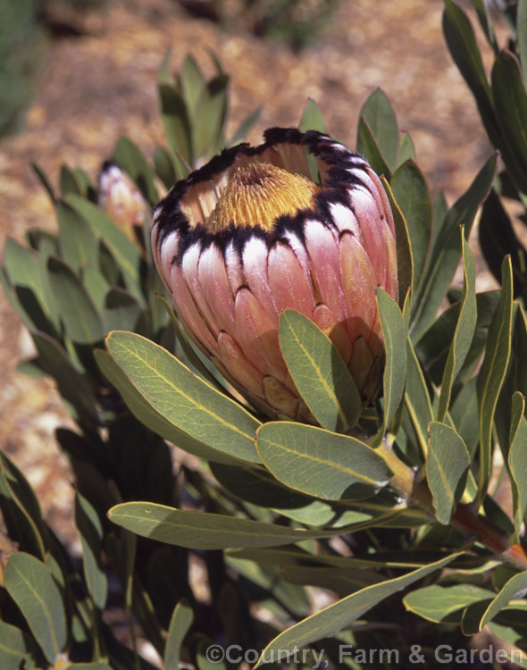 Oleander-leaved Protea (<i>Protea neriifolia</i>), a 2-35m tall shrub native to Cape. Province, South Africa. A widely cultivated and long-flowering protea.