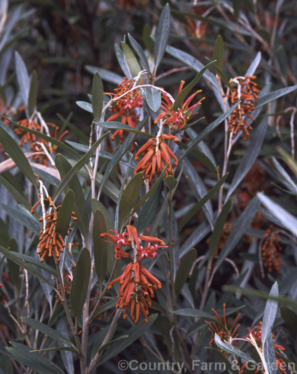 Grevillea victoriae, one of the hardiest species of grevilleas, this evergreen shrub grows to around 35m tall with a somewhat wider spread. It is native to eastern Australia and flowers from autumn to mid-spring