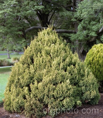 Chamaecyparis pisifera 'Plumosa. Rogersii', a compact, broad-based conical cultivar that reaches around 1m high after 10 years. chamaecyparis-2076htm'>Chamaecyparis. Order: Pinales, Family: Cupressaceae