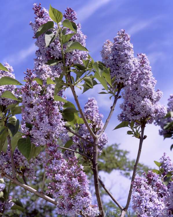 Syringa vulgaris 'Alphonse. Lavalle' (sometimes spelt Lavallee or Lavallec</i>) a lilac cultivar raised by Lemoine of France and dating from around 1900. Order: Lamiales, Family: Oleaceae