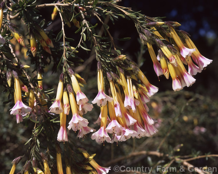 Cantua bicolor, a 2-4m tall evergreen shrub from Bolivia that is very similar to the more common. Cantua buxifolia except for the colour of its flowers and slightly greater hardiness. Order: Ericales, Family: Polemoniaceae