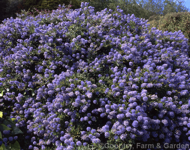 Ceanothus griseus var. Horizontalis 'Yankee. Point', a groundcover or mounding shrub that is a form of the Carmel. Ceanothus, an evergreen shrub native to California. ceanothus-2145htm'>Ceanothus. Order: Rosales, Family: Rhamnaceae