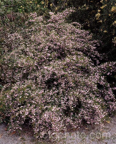 Pinnate Boronia (<i>Boronia pinnata</i>), a 15m tall, evergreen, late winter to early spring-flowering shrub native to New South Wales, Australia. The pinnate leaves are made up of 5-9 narrow segments and the light pink flowers are not scented. boronia-2282htm'>Boronia.