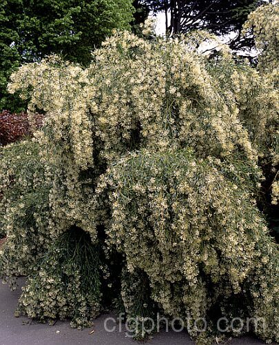 Grevillea glabrata, spring-flowering, evergreen shrub native to Western Australia. It often has a rather weeping growth habit and grows to around 2m tall and somewhat wider. The widely spaced white flowers make the heads very distinctive