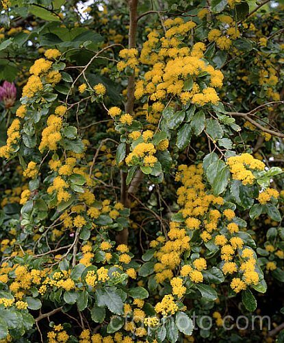 Azara serrata, an evergreen shrub or small tree native to Chile. It blooms in spring and although the flowers are similar to those of its better-known relative the Vanilla. Tree (<i>Azara microphylla</i>), they are larger and unscented. azara-2391htm'>Azara. <a href='salicaceae-plant-family-photoshtml'>Salicaceae</a>.