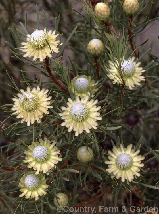 Protea scolymocephala, a spreading evergreen shrub native to the Cape. Province of South Africa. It grows to around 15m high and flowers mainly in late spring and summer.