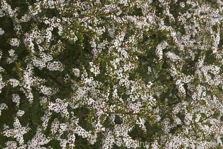 Thryptomene calycina 'Taylor's White', a heavy-flowering cultivar of the Grampians. Thryptomene, an evergreen, late winter- to spring-flowering, 15-18m high shrub native to the Grampian region of western Victoria, Australia. thryptomene-2918htm'>Thryptomene. .