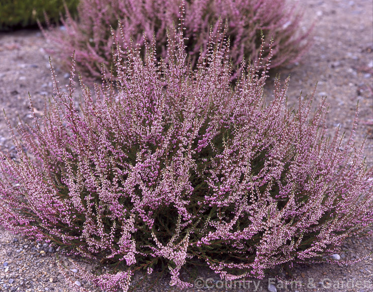 Calluna vulgaris 'Jimmy. Dyce', this cultivar, found on Winterton. Heath, Norfolk, England, has semi-double to double flowers and its olive-green summer foliage turns from deep green to bronze in winter. calluna-2108htm'>Calluna. Order: Ericales, Family: Ericaceae