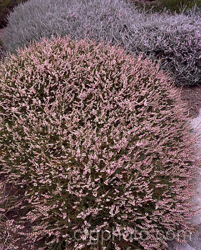 Calluna vulgaris 'Tib', an early flowering semi-double to double cultivar forming a spreading mound up to 30cm tall Found in Scotland's Pentland. Hills by Miss I. Young, whose nickname was. Tib. calluna-2108htm'>Calluna. Order: Ericales, Family: Ericaceae