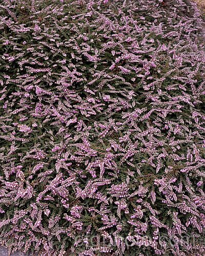 Calluna vulgaris 'Sister. Anne', a low-growing, silver-foliaged cultivar of Scotch heather or ling, found in Cornwall by Anne. Moseley and named after her by her sister. Foliage darkens in winter. calluna-2108htm'>Calluna. Order: Ericales, Family: Ericaceae