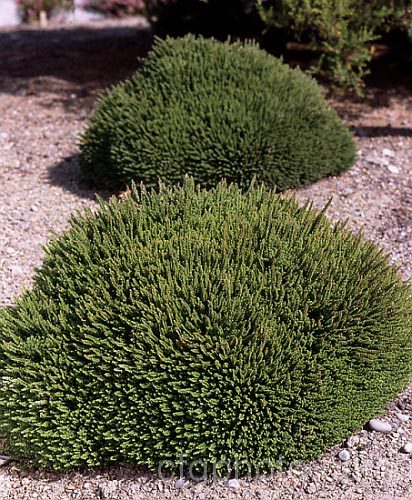 Calluna vulgaris 'Foxii. Nana', this very compact mound-forming cultivar of heather or ling is popular in rockeries. Grown for its shape, it often doesn't produce its tiny pink flowers, shown here, which appear from late summer. calluna-2108htm'>Calluna. Order: Ericales, Family: Ericaceae