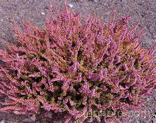 Calluna vulgaris 'Andrew. Proudley', a heavy-flowering heather cultivar with orange-gold foliage darkening to bronze in winter. Named by calluna authority. Valerie. Proudley after her son. calluna-2108htm'>Calluna. Order: Ericales, Family: Ericaceae