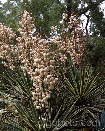 Variegated Spanish Dagger, Roman Candle or Palm. Lily (<i>Yucca gloriosa 'Variegata'), a cream-edged variegated cultivar of a 25m high shrubby perennial native to the southeast USA