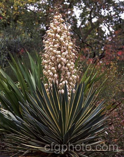 Variegated Spanish Dagger, Roman Candle or Palm. Lily (<i>Yucca gloriosa 'Variegata'), a cream-edged variegated cultivar of a 25m high shrubby perennial native to the southeast USA