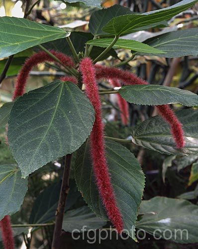 Red Hot Cat's Tail (<i>Acalypha hispida</i>), an evergreen shrub, up to 4m tall, native to New Guinea and Malaysia. The catkins are up to 50cm long. Sometimes cultivated as a house plant in the temperate zones. Order: Malpighiales, Family: Euphorbiaceae