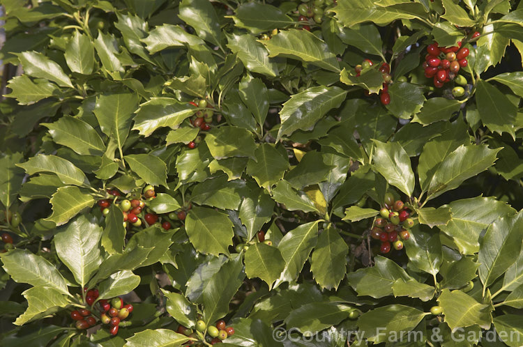 Japanese Laurel (<i>Aucuba japonica</i>), a Japanese evergreen shrub usually seen in its widely cultivated variegated and fancy foliaged forms. Female plants bear clusters of large red berries in winter. aucuba-2280htm'>Aucuba. <a href='garryaceae-plant-family-photoshtml'>Garryaceae</a>.