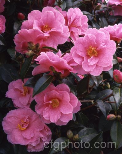 <i>Camellia</i> 'Donation' (<i>Camellia saluensis</i> x <i>Camellia japonica</i> 'Donckelarii'), among the earlier x <i>williamsii</i> hybrids, this long-flower shrub was introduced by R. S. Clarke of Sussex. England in 1941. Order: Ericales, Family: Theaceae