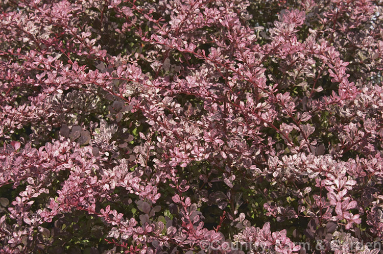 Rose Glow'. Barberry (<i>Berberis thunbergii 'Rose Glow'), a cultivar of a 1m tall Japanese deciduous shrub. It does not flower or fruit well and is grown for its foliage, which has pink and white variegations over deep bronze. berberis-2186htm'>Berberis. Order: Ranunculales, Family: Berberidaceae