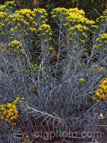 Rabbitbrush (<i>Chrysothamnus nauseosus</i>), a rather straggly, summer-flowering deciduous shrub native to temperate. North America, where it is often found growing in very dry conditions. Order: Asterales, Family: Asteraceae