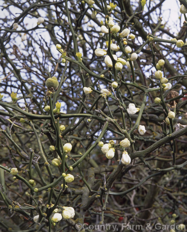 Bitter or Trifoliate Orange (<i>Poncirus trifoliata</i>), a very thorny, fragrant-flowered, spring-blooming, deciduous shrub or small tree from China and Korea. It is closely related to the evergreen fruiting citrus and is often used as a grafting stock, imparting greater hardiness and a more compact growth habit. Order: Sapindales, Family: Rutaceae