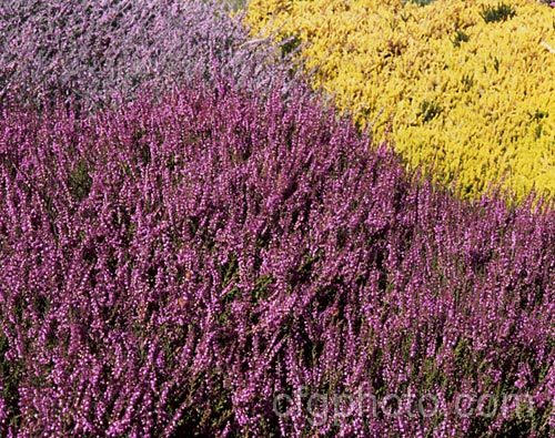 Calluna vulgaris 'Elegantissima', one of the over 1000 cultivars of Scotch heather or ling, a summer-flowering shrub found over much of the cool-temperate area of the Northern Hemisphere. In the background are. Calluna 'Hirsuta. Typica' (left</i>) and Erica 'Golden Lady' (right</i>). calluna-2108htm'>Calluna. Order: Ericales, Family: Ericaceae