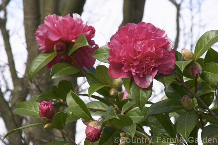 <i>Camellia</i> 'Anticipation' (<i>Camellia saluensis</i> x 'Leviathan'). A Hybrid raised by Jury of New Zealand in 1962. Usually an overall deep pink, the peony-form flowers often develop small white areas. Order: Ericales, Family: Theaceae