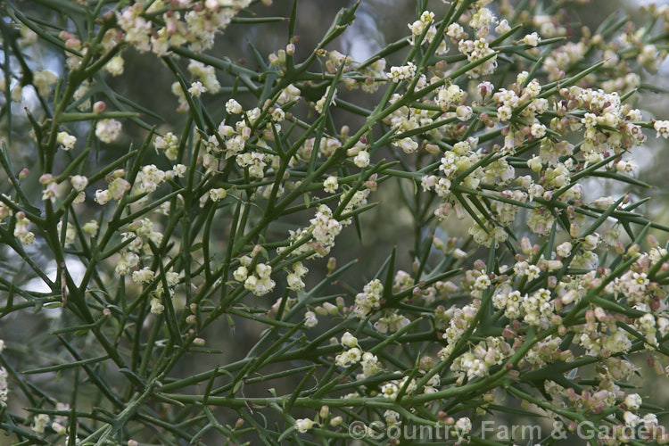 Colletia spinosissima, a spiny leafless shrub native to southernChile. It grows to around 25m tall and the flowers, which open from mid-winter, are pleasantly scented. Order: Rosales, Family: Rhamnaceae