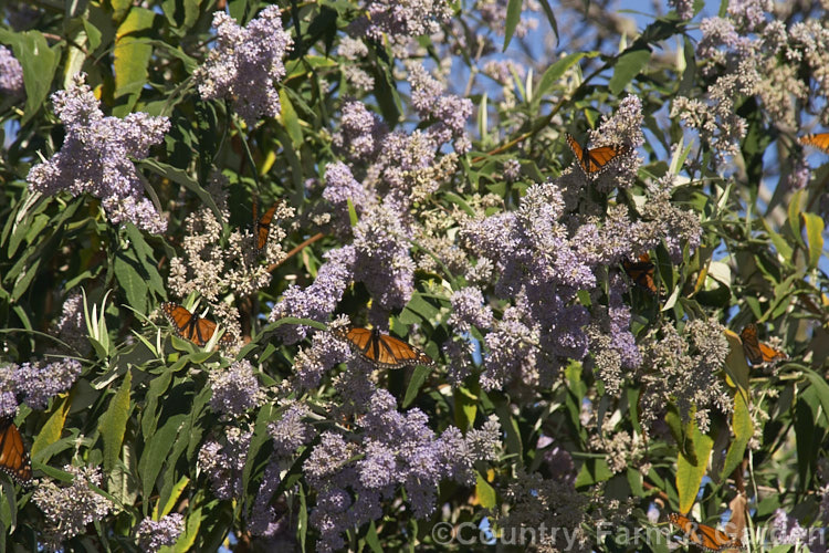 Overwintering. Monarch. Butterflies on a South African. Sage. Wood (<i>Buddleja salviifolia</i>), an evergreen, late winter- to early spring-flowering shrub native to southern and eastern Africa. buddleja-2053htm'>Buddleja. <a href='scrophulariaceae-plant-family-photoshtml'>Scrophulariaceae</a>.