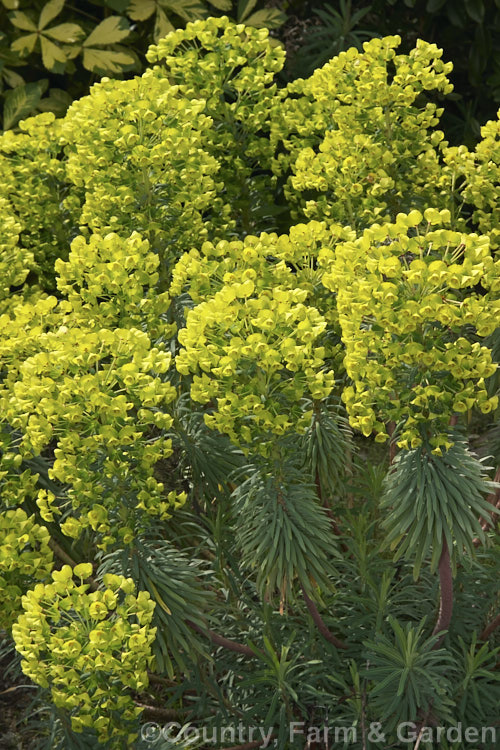 Euphorbia characias subsp. wulfenii, a woody, long-flowering sub-shrub from the western Mediterranean that often self-sows and naturalises in suitable climates. This commonly grown subspecies differs from the species in that its floral glands are yellow green, not purple-brown, creating an all-over yellow-green flowerhead -