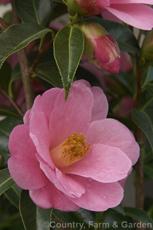 <i>Camellia</i> 'Barbara Clark' (<i>Camellia saluenensis</i> x <i>Camellia reticulata</i> 'Captain Rawes'), a strong, upright-growing <i>Camellia reticulata</i> hybrid raised in New Zealand in 1958. Order: Ericales, Family: Theaceae