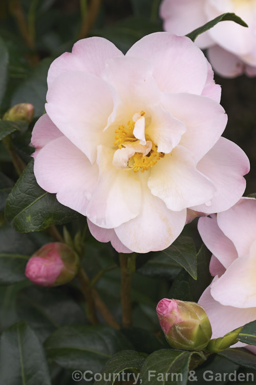 <i>Camellia</i> 'Nicky Crisp', a neat, compact, bushy hybrid (<i>Camellia pitardii</i> seedling) raised in New Zealand in 1980. Order: Ericales, Family: Theaceae