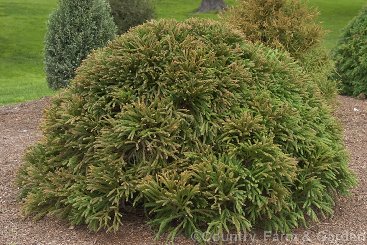 Cryptomeria japonica 'Globosa. Nana'. Despite the epithet nana (meaning dwarf</i>), this Japanese Cedar cultivar grows to ultimately be somewhat larger than the similar 'Globosa': 25m tall as opposed to 50cm. cryptomeria-2228htm'>Cryptomeria. Order: Pinales, Family: Cupressaceae