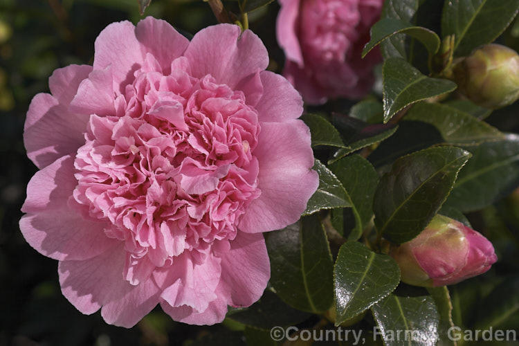 <i>Camellia</i> 'Ballet Queen', a <i>Camellia saluenensis</i> x <i>Camellia japonica</i> 'Leviathan' hybrid raised by Les Jury of New Zealand and introduced in 1976. Of the same parentage as 'Anticipation' and by the same breeder, but a later introduction. Order: Ericales, Family: Theaceae