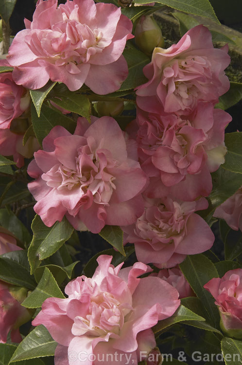 <i>Camellia</i> 'Ballet Dancer', a long-flowering, subtly-shaded, American-raised <i>Camellia japonica</i> cultivar that was introduced in 1960. Order: Ericales, Family: Theaceae