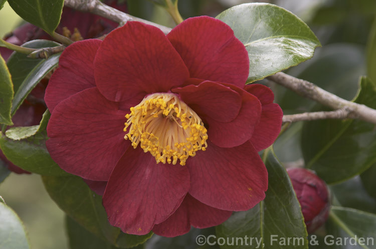 <i>Camellia</i> 'San Dimas', a compact, semi-double-flowered <i>Camellia japonica</i> cultivar introduced in 1971. Order: Ericales, Family: Theaceae