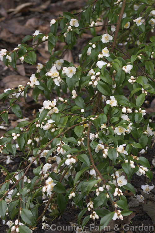 <i>Camellia forrestii</i>, a 1-5m tall, evergreen shrub or small tree native to southern China and northern Vietnam. Its small white flowers are mildly fragrant. Order: Ericales, Family: Theaceae