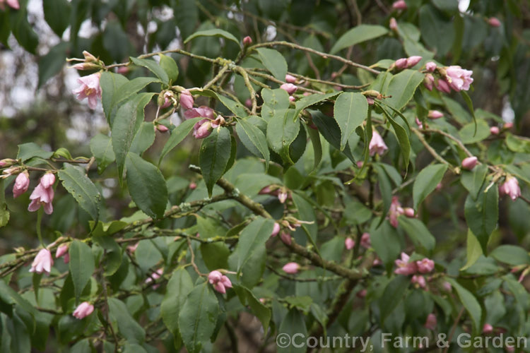 <i>Camellia rosiflora</i> (syn. <i>Camellia rosaeflora</i>), an evergreen spring-flowering 1-3m high shrub thought to be native to China though it has not been confirmed in the wild and is possibly a <i>Camellia sinensis</i> hybrid Order: Ericales, Family: Theaceae