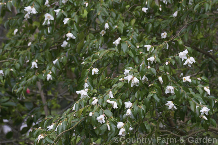 <i>Camellia transnokoensis</i>, a large evergreen shrub or small tree to 6m tall. Native to Taiwan, it produces masses of tiny white flowers from winter until well into spring. Order: Ericales, Family: Theaceae