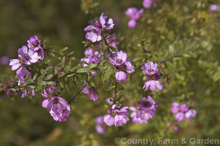 Bauera sessiliflora 'Rosy. Glow', a bright purple-pink-flowered form of the Grampians. Bauera, a wiry-stemmed evergreen shrub up to 2m tall, native to Victoria, Australia. bauera-2595htm'>Bauera. <a href='cunoniaceae-plant-family-photoshtml'>Cunoniaceae</a>.