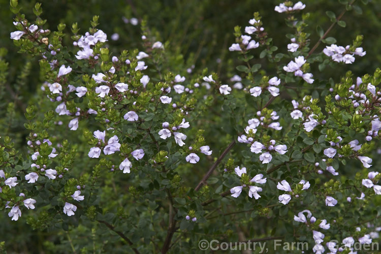 Westringia amabilis, found in Queensland and New South Wales, Australia, this spring-flowering evergreen shrub grows to around 3m tall westringia-2933htm'>Westringia.