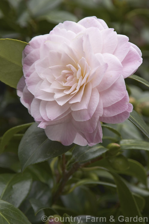 <i>Camellia</i> 'Dorothy James', a compact, slow-growing. <i>Camellia japonica</i> cultivar introduced around 1960. Order: Ericales, Family: Theaceae