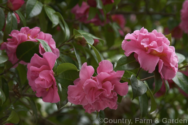 <i>Camellia</i> 'Pink Cameo', a hybrid of uncertain origins, possibly New Zealand-raised. Order: Ericales, Family: Theaceae