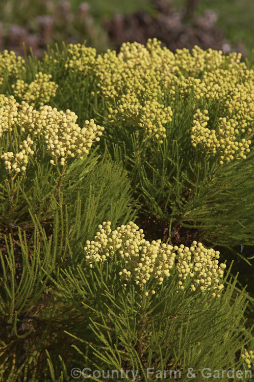 Berzelia lanuginosa, an evergreen 2m high. South African shrub with soft needle-like leaves. The individual flowers are very small but densely packed in spherical heads about 1cm in diameter. berzelia-2600htm'>Berzelia. <a href='bruniaceae-plant-family-photoshtml'>Bruniaceae</a>.