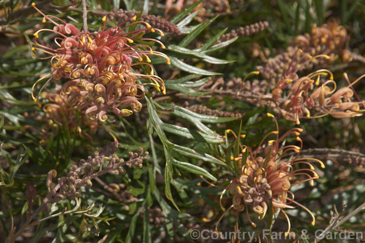 Grevillea 'Superb', this hybrid between a Grevillea banksii cultivar and Grevillea bipinnatifida is an evergreen 18m tall shrub that flowers through most of the year. It is similar to 'Mason's Hybrid' (syn 'Ned. Kelly'), but its flowers tend more toward orange or apricot than red and its leaflets are a little broader