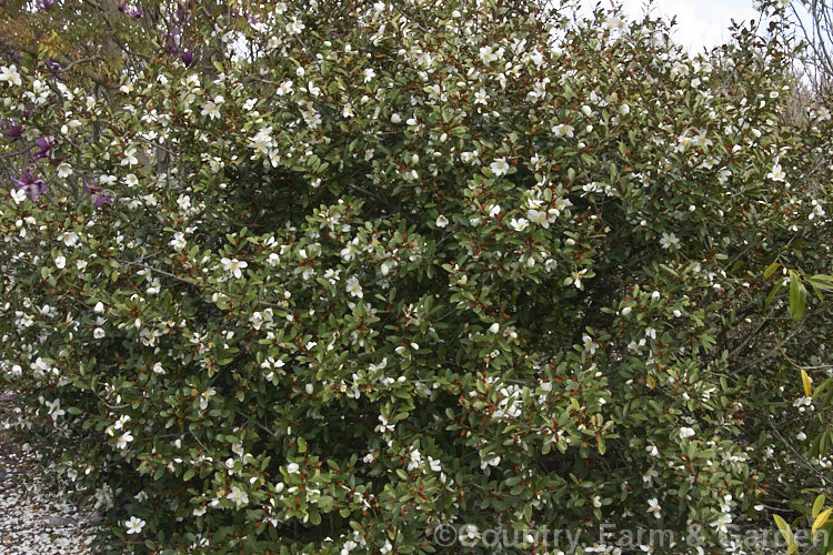 Magnolia dianica (syn. Michelia yunnanensis</i>), a slow-growing, spring-flowering, evergreen shrub or small tree native to southern China. Unlike some of the other former michelias, its flowers have little or no scent. Order: Magnoliales, Family: Magnoliaceae