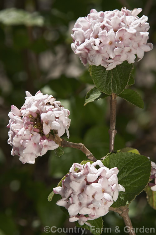 Viburnum carlesii 'Aurora', a cultivar of a 25m tall, spring-flowering, deciduous shrub native to Korea and Japan. Its scented flowers change from reddish pink to near white as they age. viburnum-2081htm'>Viburnum.. viburnum-2081htm'>Viburnum. <a href='adoxaceae-plant-family-photoshtml'>Adoxaceae</a>.