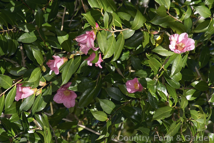 <i>Camellia saluenensis</i>, a species from western China that has been extensively used in hybridising. It develops into a large shrub or small tree up to 5m tall and flowers from late autumn. Order: Ericales, Family: Theaceae