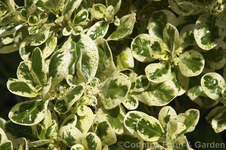 Coprosma repens 'Marble. Queen', a boldly variegated cultivar of the Taupata or Mirror. Bush, a glossy-leaved evergreen shrub or small tree of coastal New Zealand from midway up the South Island northwards. Very tolerant of salt spray because of its waxy foliage. Order: Gentianales, Family: Rubiaceae