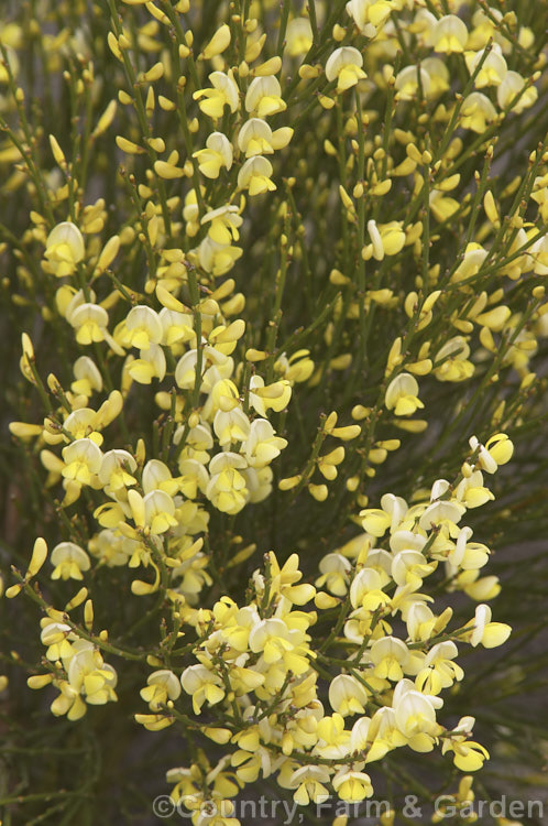 Warminster Broom (<i>Cytisus x praecox [Cytisus multiflorus x Cytisus purgans]), very similar to Cytisus multiflorus, this garden hybrid broom is a near-leafless shrub that is a mass of flower in spring. Order: Fabales, Family: Fabaceae>