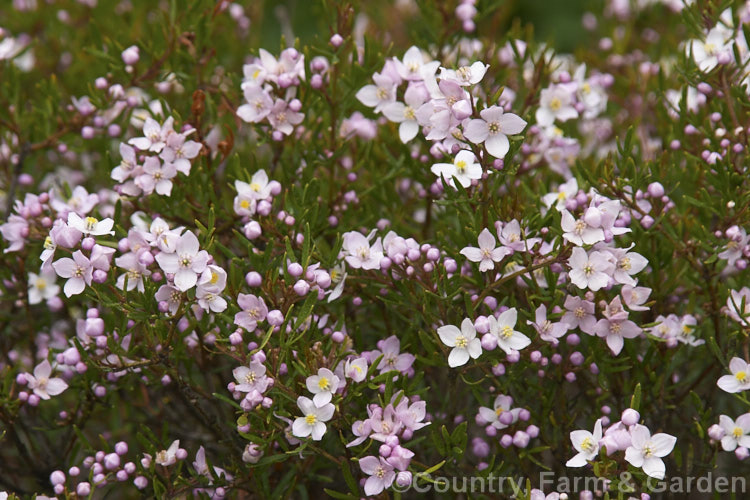 Pinnate Boronia (<i>Boronia pinnata</i>), a 15m tall, evergreen, late winter to early spring-flowering shrub native to New South Wales, Australia. The pinnate leaves are made up of 5-9 narrow segments and the light pink flowers are not scented. Order: Sapindales, Family: Rutaceae